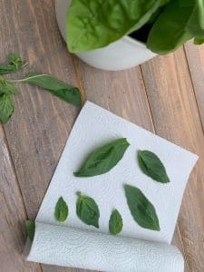 Come conservare il basilico appena raccolto in frigo - Riciblog