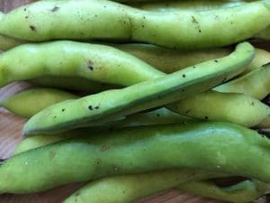 Come cucinare le fave fresche con la buccia . Riciblog
